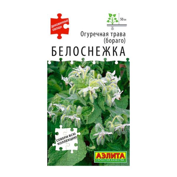 02Аэ1491 Огуречная трава Белоснежка