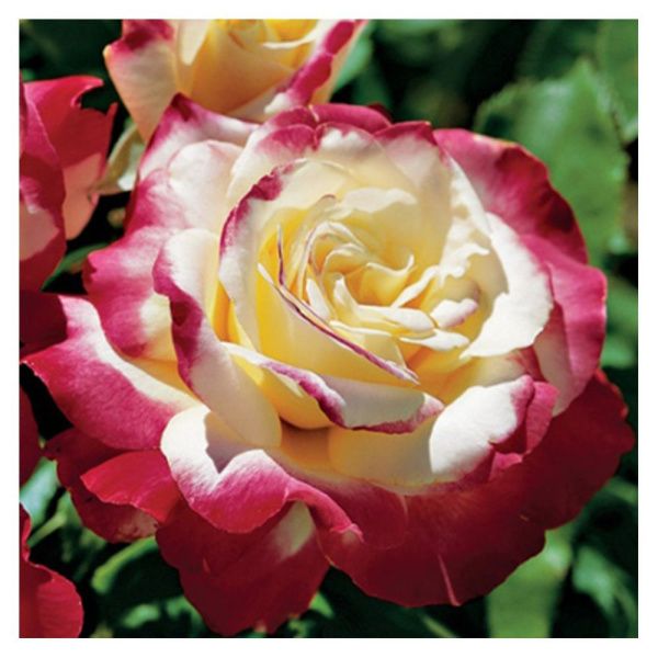 ПоСа7426 Роза чайно-гибридная Дабл Делайт