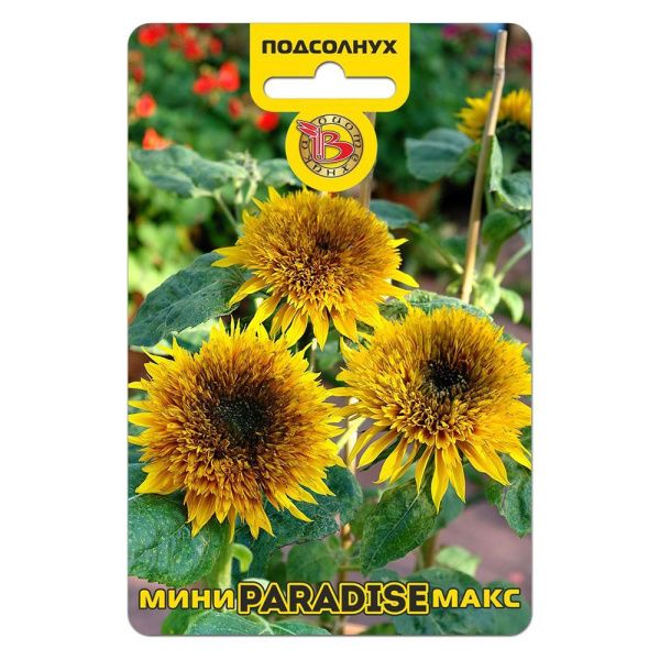 02Би3250 Подсолнух махровый компактный Мини-Макс F1 Парадиз NDS