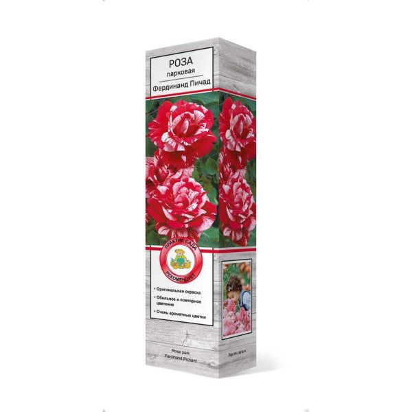 ПоСа7436 Роза парковая Фердинанд Пичад
