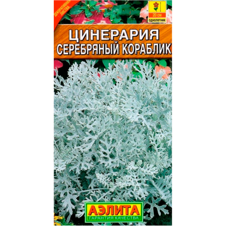 Цинерария Cеребристое кружево