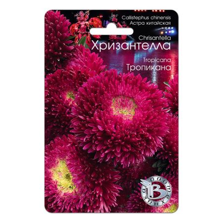 02Би2886 Астра китайская Хризантелла Тропикана NDS