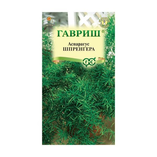 Га031262 Аспарагус Шпренгера  4 шт