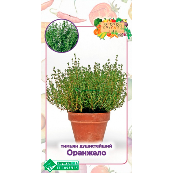 Тимьян душистейший ОРАНЖЕЛО