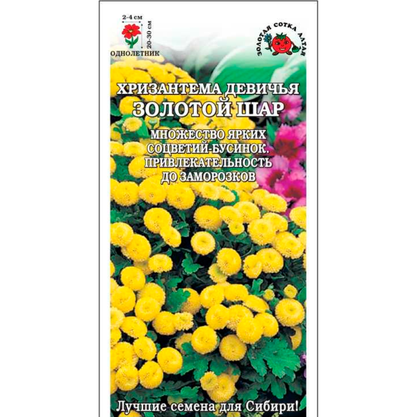 Хризантема Золотой шар