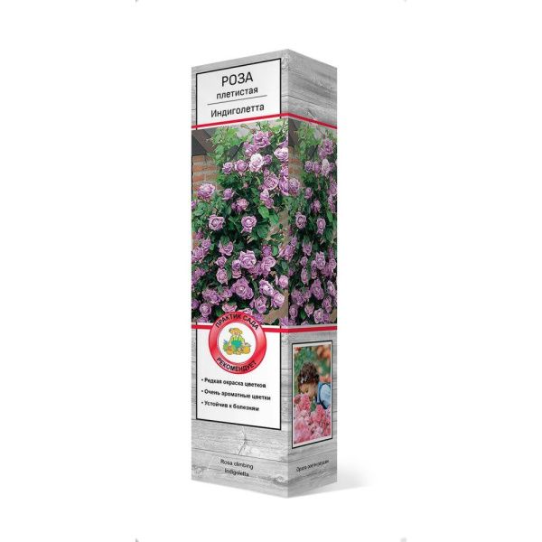 ПоСа7442 Роза плетистая Клайминг Индиголетта