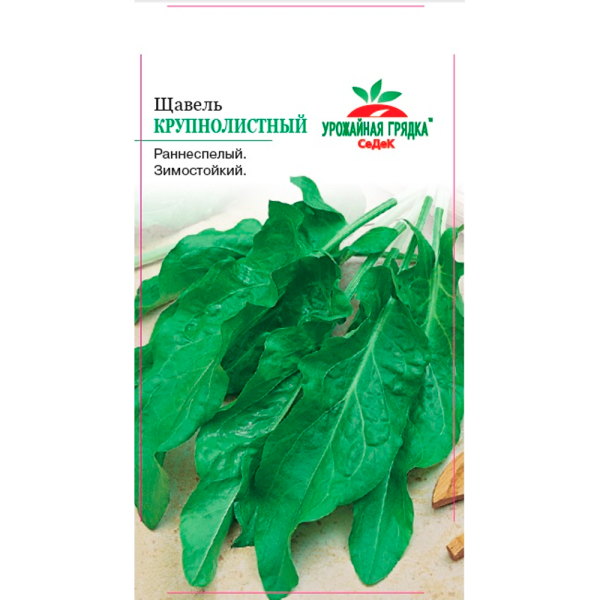 щавель Крупнолистный