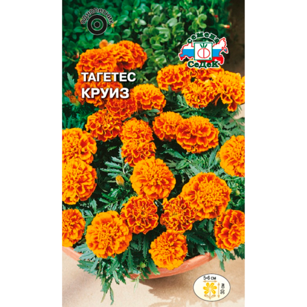 Тагетес Круиз (отклоненный, красно-коричневые с желтым краем)