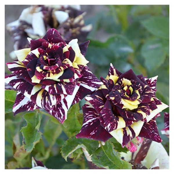 ПоСа7449 Роза чайно-гибридная Абракадабра