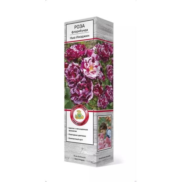 ПоСа7424 Роза флорибунда Нью Имэджин