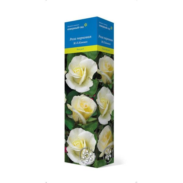 ПоСа7431 Роза канадская парковая Ж.П.Коннел