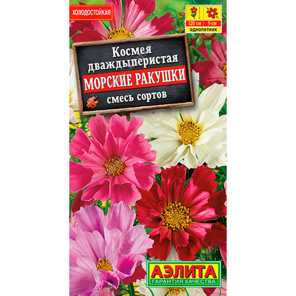 Космея Морские Ракушки дваждыперистая