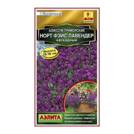 02Аэ1251 Алиссум Норт фэйс лавендер каскадный