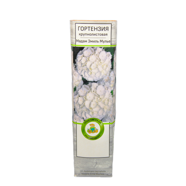 Гортензия крупнолистовая Мадам Эмиль Мулье