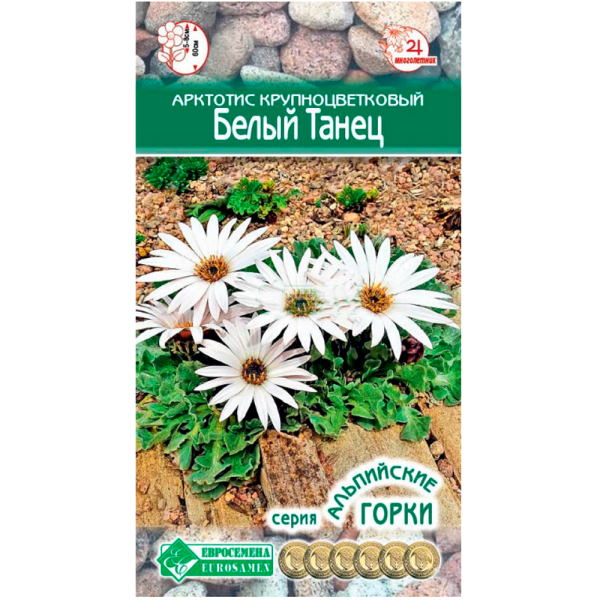 Арктотис крупноцветковый БЕЛЫЙ ТАНЕЦ