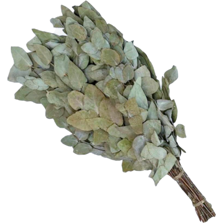 Веник из серебристого эвкалипта