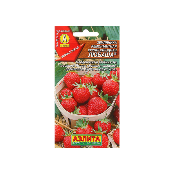 Земляника ремонтантная крупноплодная Любаша