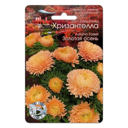 02Би2881 Астра китайская Хризантелла Золотая осень NDS