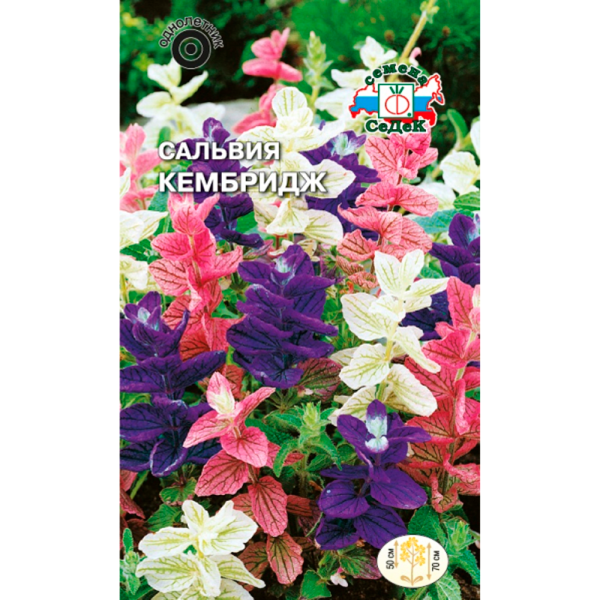 Сальвия Кэмбридж (хорминовая, смесь цветов)