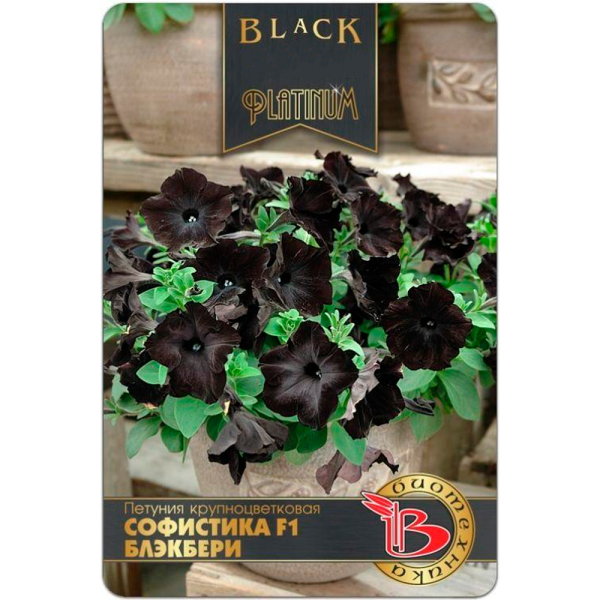 Петуния Софистика Блекберри F1