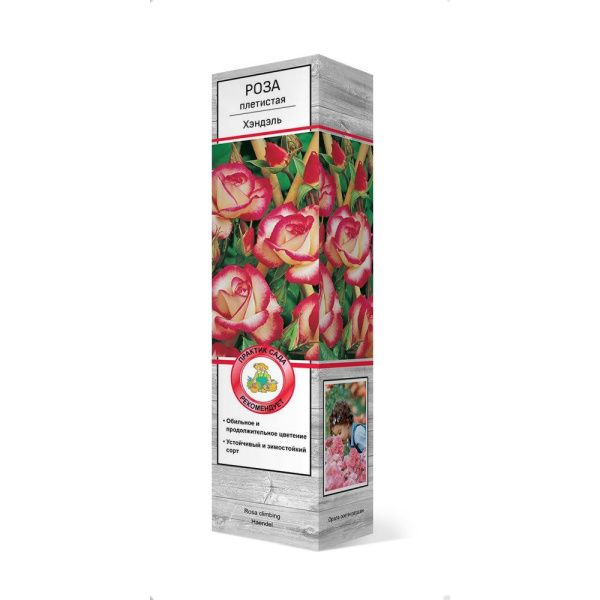 ПоСа7443 Роза плетистая Хэндэль