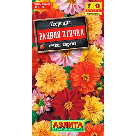 Георгина махровая Ранняя птичка, смесь сортов
