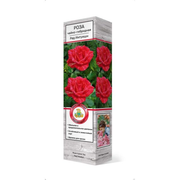 ПоСа7453 Роза чайно-гибридная Ред Интуишн