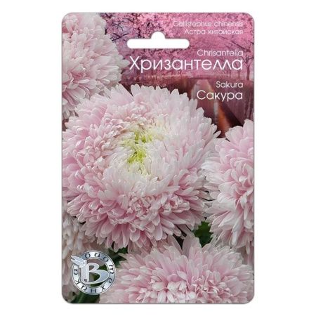 02Би2884  Астра китайская Хризантелла Сакура NDS