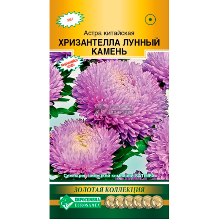 Астра ХРИЗАНТЕЛЛА Лунный Камень китайская (5 шт)