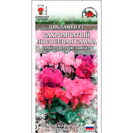 Цикламен Бахромчатый Лососевая гамма