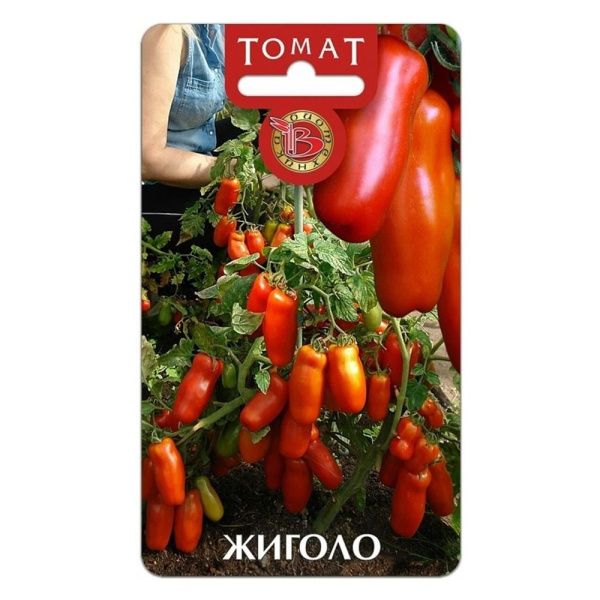 02Би3086 Томат Жиголо  NDS