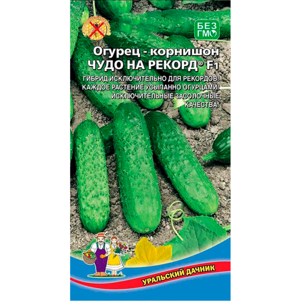 Огурец Чудо на рекорд