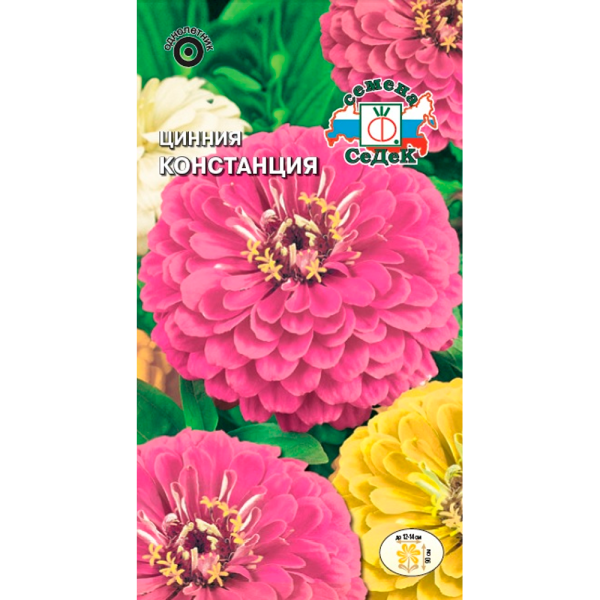 Цинния Констанция (изящная, пурпурная)