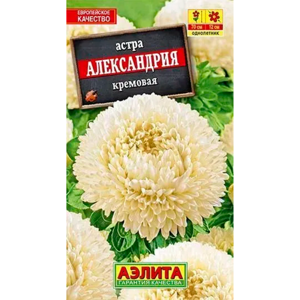 Астра однолетняя Александрия кремовая