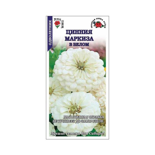 02Зо0608 Цинния Маркиза в Белом