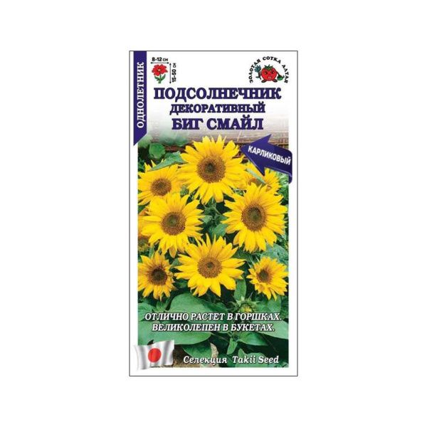 Подсолнечник Биг Смайл декоративный