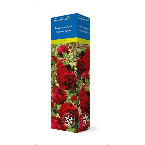 ПоСа7430 Роза канадская парковая Аделаида Худлес