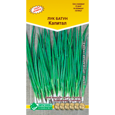 Лук батун КАПИТАЛ