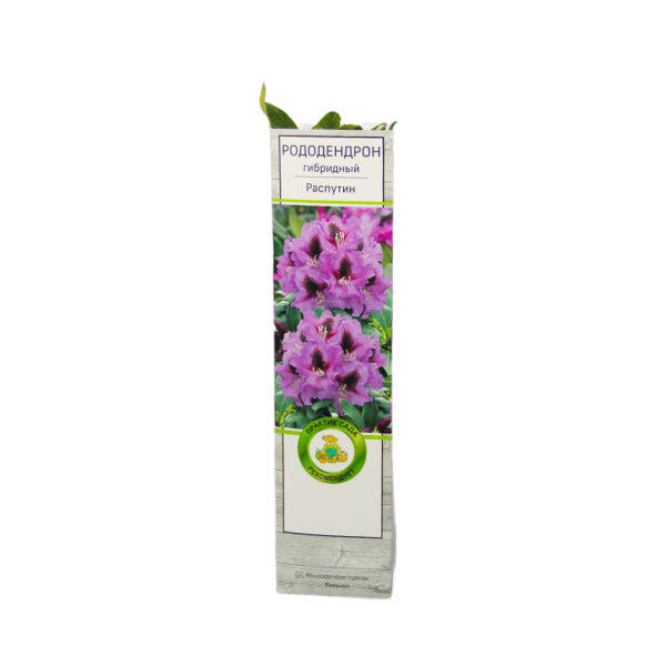 Рододендрон гибридный Распутин